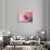 Spring Tulip Magnolia-Jai Johnson-Giclee Print displayed on a wall