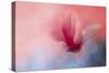 Spring Tulip Magnolia-Jai Johnson-Stretched Canvas