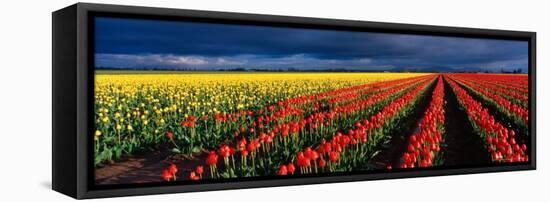 Spring Tulip Rows, Skagit Valley, Washington, USA-Terry Eggers-Framed Stretched Canvas