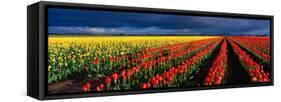 Spring Tulip Rows, Skagit Valley, Washington, USA-Terry Eggers-Framed Stretched Canvas