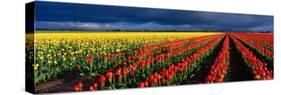 Spring Tulip Rows, Skagit Valley, Washington, USA-Terry Eggers-Stretched Canvas