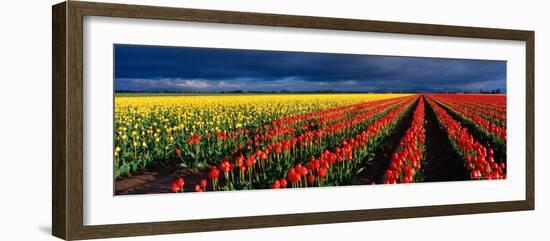 Spring Tulip Rows, Skagit Valley, Washington, USA-Terry Eggers-Framed Photographic Print