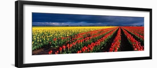 Spring Tulip Rows, Skagit Valley, Washington, USA-Terry Eggers-Framed Photographic Print