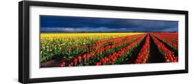 Spring Tulip Rows, Skagit Valley, Washington, USA-Terry Eggers-Framed Photographic Print