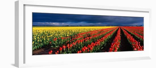 Spring Tulip Rows, Skagit Valley, Washington, USA-Terry Eggers-Framed Photographic Print