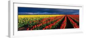 Spring Tulip Rows, Skagit Valley, Washington, USA-Terry Eggers-Framed Photographic Print