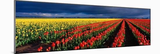 Spring Tulip Rows, Skagit Valley, Washington, USA-Terry Eggers-Mounted Photographic Print