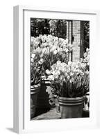Spring Tulips 1-Alan Hausenflock-Framed Photographic Print