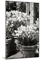 Spring Tulips 1-Alan Hausenflock-Mounted Photographic Print