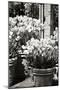 Spring Tulips 1-Alan Hausenflock-Mounted Photographic Print