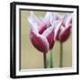 Spring Tulips (2)-Incredi-Framed Giclee Print