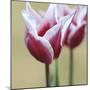 Spring Tulips (2)-Incredi-Mounted Giclee Print