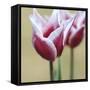 Spring Tulips (2)-Incredi-Framed Stretched Canvas