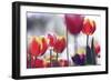 Spring Tulips (3)-Incredi-Framed Giclee Print