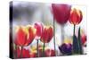 Spring Tulips (3)-Incredi-Stretched Canvas