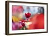 Spring Tulips (4)-Incredi-Framed Giclee Print