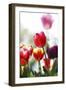 Spring Tulips (5)-Incredi-Framed Giclee Print