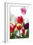 Spring Tulips (5)-Incredi-Framed Giclee Print