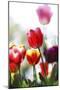 Spring Tulips (5)-Incredi-Mounted Giclee Print