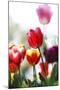 Spring Tulips (5)-Incredi-Mounted Giclee Print