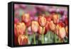 Spring Tulips (6)-Incredi-Framed Stretched Canvas