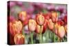 Spring Tulips (6)-Incredi-Stretched Canvas