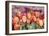 Spring Tulips (6)-Incredi-Framed Giclee Print