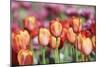 Spring Tulips (6)-Incredi-Mounted Giclee Print