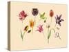 spring tulips and insects-Alison Cooper-Stretched Canvas