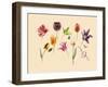 spring tulips and insects-Alison Cooper-Framed Giclee Print