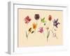 spring tulips and insects-Alison Cooper-Framed Giclee Print