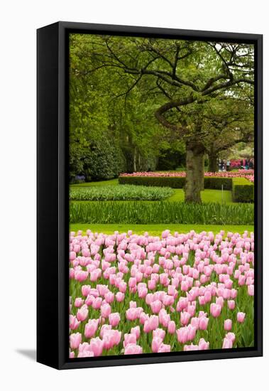 Spring Tulips Field-neirfy-Framed Stretched Canvas