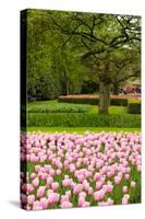 Spring Tulips Field-neirfy-Stretched Canvas