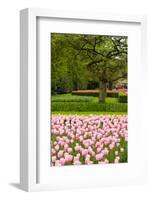 Spring Tulips Field-neirfy-Framed Photographic Print