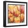 Spring Tulips II-Luca Villa-Framed Art Print