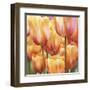 Spring Tulips II-Luca Villa-Framed Art Print