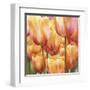 Spring Tulips II-Luca Villa-Framed Art Print