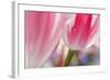 Spring Tulips of Red and White Color, Victoria, British Columbia, Canada-Terry Eggers-Framed Photographic Print