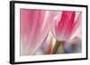 Spring Tulips of Red and White Color, Victoria, British Columbia, Canada-Terry Eggers-Framed Photographic Print