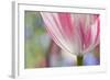 Spring Tulips of Red and White Color, Victoria, British Columbia, Canada-Terry Eggers-Framed Photographic Print