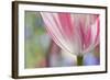 Spring Tulips of Red and White Color, Victoria, British Columbia, Canada-Terry Eggers-Framed Photographic Print