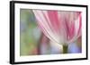 Spring Tulips of Red and White Color, Victoria, British Columbia, Canada-Terry Eggers-Framed Photographic Print