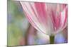 Spring Tulips of Red and White Color, Victoria, British Columbia, Canada-Terry Eggers-Mounted Photographic Print