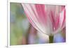 Spring Tulips of Red and White Color, Victoria, British Columbia, Canada-Terry Eggers-Framed Photographic Print