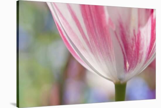 Spring Tulips of Red and White Color, Victoria, British Columbia, Canada-Terry Eggers-Stretched Canvas