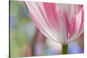 Spring Tulips of Red and White Color, Victoria, British Columbia, Canada-Terry Eggers-Stretched Canvas