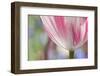 Spring Tulips of Red and White Color, Victoria, British Columbia, Canada-Terry Eggers-Framed Photographic Print