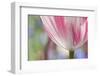 Spring Tulips of Red and White Color, Victoria, British Columbia, Canada-Terry Eggers-Framed Photographic Print