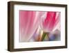 Spring Tulips of Red and White Color, Victoria, British Columbia, Canada-Terry Eggers-Framed Photographic Print