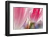 Spring Tulips of Red and White Color, Victoria, British Columbia, Canada-Terry Eggers-Framed Photographic Print